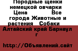 Породные щенки немецкой овчарки › Цена ­ 24 000 - Все города Животные и растения » Собаки   . Алтайский край,Барнаул г.